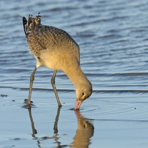 Black-tailed godwit (Limosa limosa) adult in winter plumage feeding on mudflats, The Wash