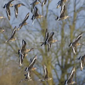 Black-tailed godwit (Limosa limosa) flock in flight past Willow trees fringing a shallow Black-tailed godwit (Limosa limosa) flock in flight past Willow trees fringing a shallow