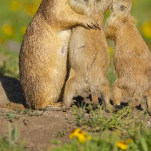 Black-tailed Prairie Dogs (Cynomys ludovicianus), two pups (right)