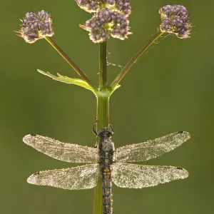 Black-tailed skimmer dragonfly (Orthetrum cancellatum), Westhay SWT reserve, Somerset Levels Black-tailed skimmer dragonfly (Orthetrum cancellatum), Westhay SWT reserve, Somerset Levels