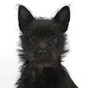 Black Terrier-cross puppy, Maisy, 3 months, portrait