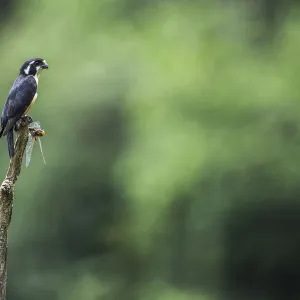 Black-thighed falconet (Microhierax fringillarius) male, Malaysia. With dragonfly prey