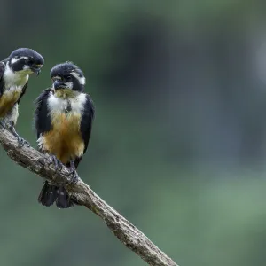 Black-thighed falconet (Microhierax fringillarius) pair, male on right, female on left, Malaysia