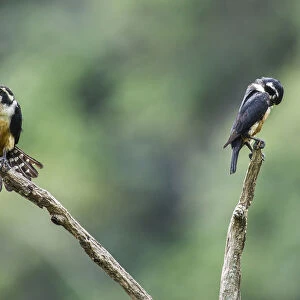 Black-thighed falconet (Microhierax fringillarius) male female pair with female fanning