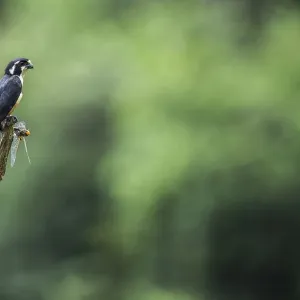 Black-thighed falconet male print, Malaysia Black-thighed falconet male print, Malaysia