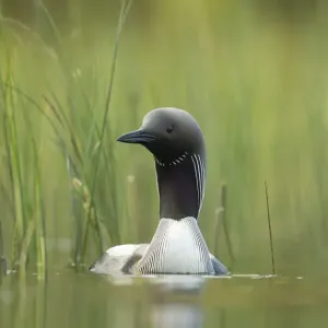 Black-throated diver (Gavia arctica), Finland, June Black-throated diver (Gavia arctica), Finland, June