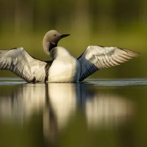 Black-throated diver (Gavia arctica) displaying, Finland, June