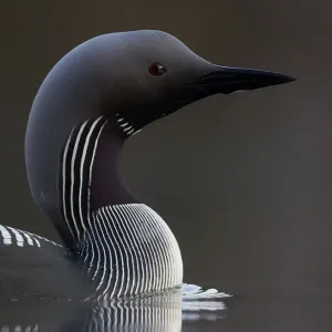 Black-throated Diver Print, Finland, May 2015 Black-throated Diver Print, Finland, May 2015