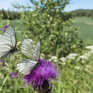 Black-veined white (Aporia crataegi) butterfly pair, in flight and nectaring on Thistle