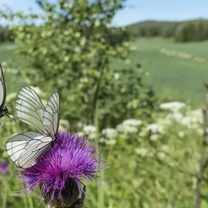 Black-veined white (Aporia crataegi) butterfly pair, in flight and nectaring on Thistle