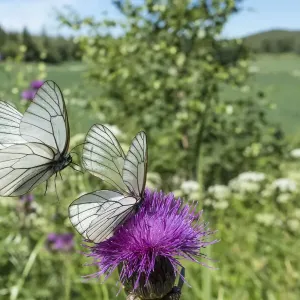 Black-veined white butterfly pair print, in flight and nectaring on Thistle Black-veined white butterfly pair print, in flight and nectaring on Thistle