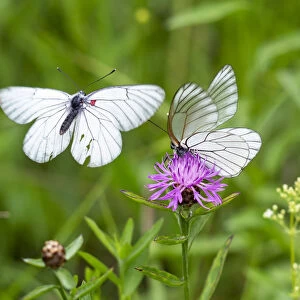 Black-veined white butterflies (Aporia crataegi) courtship, Alps, Slovenia