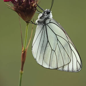Black veined white butterfly (Aporia crataegi) on Pink (Dianthus sp) flower, Mount Baba