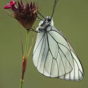 Black veined white butterfly (Aporia crataegi) on Pink (Dianthus sp) flower, Mount Baba Black veined white butterfly (Aporia crataegi) on Pink (Dianthus sp) flower, Mount Baba