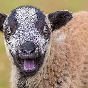 Black Welsh mountain sheep lamb calling. Wales UK, March