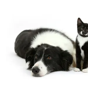 Black and white Border collie bitch with black and white tuxedo kitten age 10 weeks