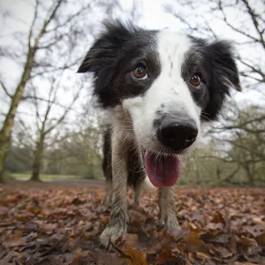 Black and white border collie, Hampstead Heath, England, UK