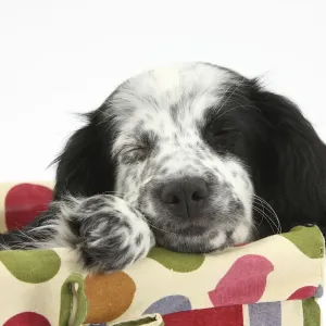 Black and white Border Collie x Cocker Spaniel puppy, 11 weeks, asleep in a basket Black and white Border Collie x Cocker Spaniel puppy, 11 weeks, asleep in a basket