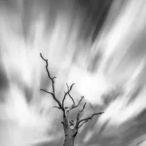English Oak Tree Print, Black and White English Oak Tree Print, Black and White