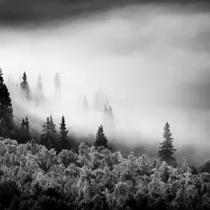Black and white image of fog on mountain with conifer trees, Sweden Black and white image of fog on mountain with conifer trees, Sweden