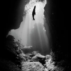 Ein schwarz-weißes Foto eines Silhouettes einer Kalifornischen Seelöwen (Zalophus californianus) Jungmasse in einem Unterwasserhöhle mit Sonnenstrahlen. Los Islotes, La Paz, Baja California Sur, Mexiko. Meer von Kortez, Golf von Kalifornien Ostpazifischer Ein schwarz-weißes Foto eines Silhouettes einer Kalifornischen Seelöwen (Zalophus californianus) Jungmasse in einem Unterwasserhöhle mit Sonnenstrahlen. Los Islotes, La Paz, Baja California Sur, Mexiko. Meer von Kortez, Golf von Kalifornien Ostpazifischer