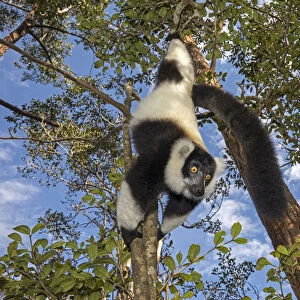 Black and white ruffed lemur (Varecia variegata variegata) hanging from branch, Vakona island
