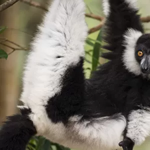 Black and white ruffed lemur (Varecia variegata) Palmarium Reserve