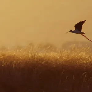 Black-winged stilt (Himantopus himantopus) in flight over long grasses at dusk, Lesbos Black-winged stilt (Himantopus himantopus) in flight over long grasses at dusk, Lesbos