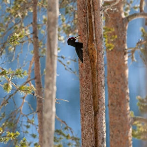 Black woodpecker (Dryocopus martius), in boreal forest, near Posio, Finland