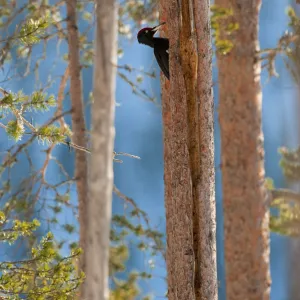 Black woodpecker (Dryocopus martius), in boreal forest, near Posio, Finland