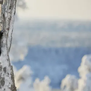 Black woodpecker (Dryocopus martius) male on snowy tree trunk, Kuusamo, Finland, February