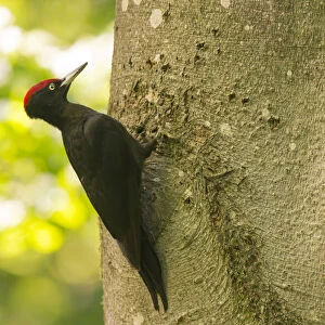Black Woodpecker (Dryocopus martius), male feeding chicks, Bavaria, Germany