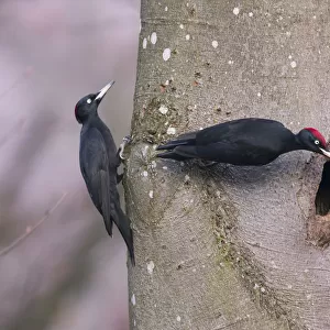 Black Woodpecker (Dryocopus martius) male and female, at the nesthole, Germany. December