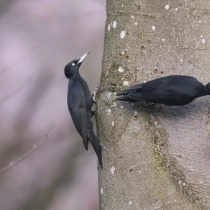 Black Woodpecker Print: Male and Female at Nesthole, Germany Black Woodpecker Print: Male and Female at Nesthole, Germany