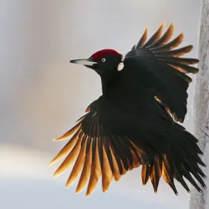 Pico negro macho (Dryocopus martius) Finlandia, enero. Una rama retirada. Pico negro macho (Dryocopus martius) Finlandia, enero. Una rama retirada.