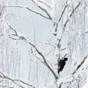 Black woodpecker male (Dryocopus martius) Finland, January Black woodpecker male (Dryocopus martius) Finland, January