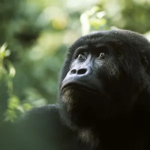 Blackback Eastern lowland gorilla Print Blackback Eastern lowland gorilla Print
