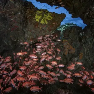 Blackbar soldierfish (Myripristis jacobus) sheltering inside small cave, emerging from it at night to forage for food, Scotts Head, Dominica; Eastern Caribbean Blackbar soldierfish (Myripristis jacobus) sheltering inside small cave, emerging from it at night to forage for food, Scotts Head, Dominica; Eastern Caribbean
