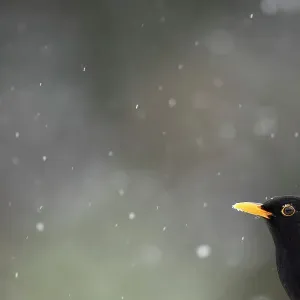 Blackbird (Turdus merula) and falling snow. Leicestershire, UK, February Blackbird (Turdus merula) and falling snow. Leicestershire, UK, February