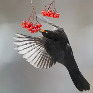 Blackbird (Turdus merula) in flight to feed on berries, Helsinki, Finland. November