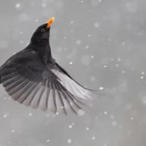 Blackbird (Turdus merula) male in flight during snowfall, Oisterwijk, The Netherlands