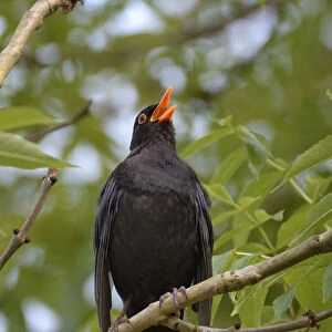 Blackbird (Turdus merula), male singing whilst perched in Ash (Fraxinus excelsior) tree