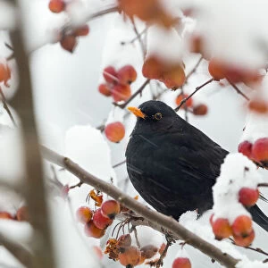 Blackbird (Turdus merula) male in winter, Bavaria, Germany, December