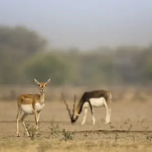 Blackbuck (Antelope cervicapra), watchful female with male feeding in background Blackbuck (Antelope cervicapra), watchful female with male feeding in background