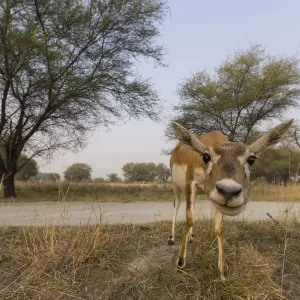 Blackbuck (Antelope cervicapra), wide angle ground perspective of female, Tal Chhapar Blackbuck (Antelope cervicapra), wide angle ground perspective of female, Tal Chhapar