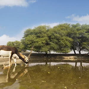 Blackbuck (Antelope cervicapra), wide angle ground perspective of male drinking