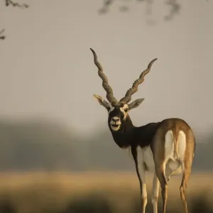 Antilope cervicapra mâle, sanctuaire faunique de Tal Chhapar, Rajasthan, Inde. Antilope cervicapra mâle, sanctuaire faunique de Tal Chhapar, Rajasthan, Inde.