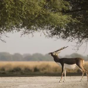 Blackbuck (Antelope cervicapra), male standing under tree, Tal Chhapar Wildlife Sanctuary Blackbuck (Antelope cervicapra), male standing under tree, Tal Chhapar Wildlife Sanctuary