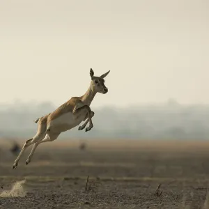 Blackbuck (Antelope cervicapra), female running with high jumps known as Pronking Blackbuck (Antelope cervicapra), female running with high jumps known as Pronking