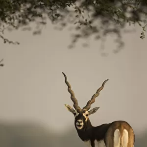 Blackbuck (Antelope cervicapra), male, Tal Chhapar Wildlife Sanctuary, Rajasthan, India